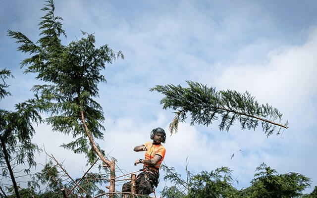Entretien régulier de jardins pour pavillons à Orléans et dans l'agglomération orléanaise