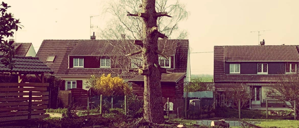 Après intervention d'élagage par Mathias Élagueur à Orléans - résultat professionnel et esthétique