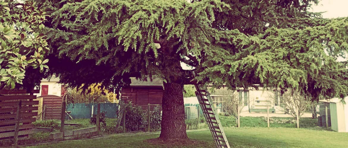 Avant intervention d'élagage par Mathias Élagueur à Orléans - état initial d'arbres non entretenus