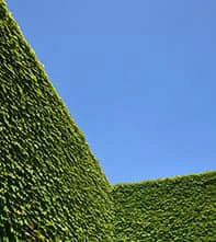 Taille de haie professionnelle à Orléans - entretien d'espaces verts par Mathias Élagueur dans le Loiret 45