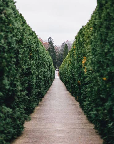 Taille professionnelle de haies et arbustes à Orléans par Mathias Élagueur - service dans le Loiret 45