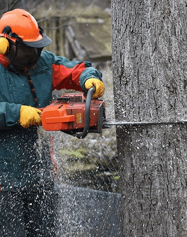 Abattage sécurisé d'arbres à Orléans et ses environs - Intervention rapide dans tout le Loiret 45