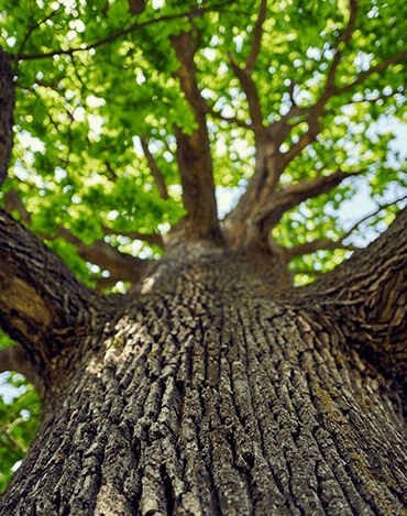 Élagage d'arbres sécurisé à Orléans et dans tout le Loiret - Mathias Élagueur expert arboriste